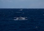 WhaleWatching 020